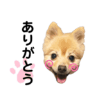 うちの子スタンプ（犬猫）（個別スタンプ：18）