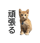うちの子スタンプ（犬猫）（個別スタンプ：24）
