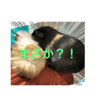 モルモットのもーちゃんるーちゃんスタンプ（個別スタンプ：1）