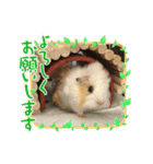 モルモットのもーちゃんるーちゃんスタンプ（個別スタンプ：2）