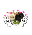 モルモットのもーちゃんるーちゃんスタンプ（個別スタンプ：10）