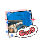 うみがめ君（個別スタンプ：7）