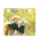 えいるいわんこ2（個別スタンプ：11）