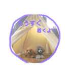 えいるいわんこ2（個別スタンプ：26）