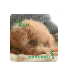 えいるいわんこ2（個別スタンプ：39）