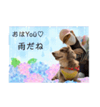 ダックスとたまに柴犬2（個別スタンプ：1）