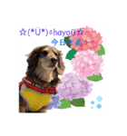 ダックスとたまに柴犬2（個別スタンプ：2）