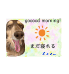 ダックスとたまに柴犬2（個別スタンプ：3）