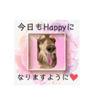 ダックスとたまに柴犬2（個別スタンプ：4）
