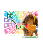 ダックスとたまに柴犬2（個別スタンプ：5）