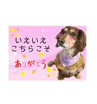 ダックスとたまに柴犬2（個別スタンプ：7）