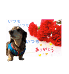 ダックスとたまに柴犬2（個別スタンプ：8）