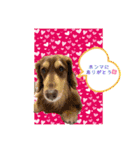ダックスとたまに柴犬2（個別スタンプ：9）