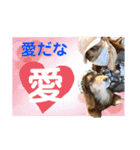 ダックスとたまに柴犬2（個別スタンプ：10）