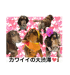ダックスとたまに柴犬2（個別スタンプ：11）