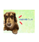 ダックスとたまに柴犬2（個別スタンプ：13）
