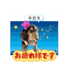 ダックスとたまに柴犬2（個別スタンプ：15）