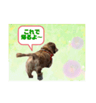 ダックスとたまに柴犬2（個別スタンプ：20）