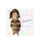 ダックスとたまに柴犬2（個別スタンプ：22）