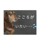 ダックスとたまに柴犬2（個別スタンプ：23）