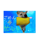 ダックスとたまに柴犬2（個別スタンプ：25）