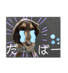 ダックスとたまに柴犬2（個別スタンプ：26）