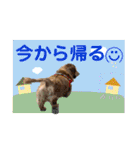 ダックスとたまに柴犬2（個別スタンプ：28）