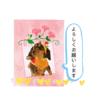ダックスとたまに柴犬2（個別スタンプ：29）
