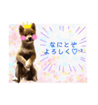 ダックスとたまに柴犬2（個別スタンプ：30）