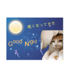 ダックスとたまに柴犬2（個別スタンプ：31）