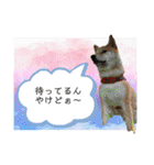 ダックスとたまに柴犬2（個別スタンプ：33）