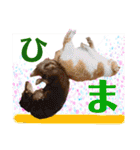 ダックスとたまに柴犬2（個別スタンプ：34）