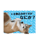 ダックスとたまに柴犬2（個別スタンプ：36）