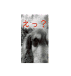 ダックスとたまに柴犬2（個別スタンプ：39）