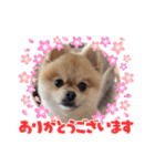 ポンタのスタンプ集（個別スタンプ：12）