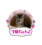 チョコ ＆ マメ（個別スタンプ：1）