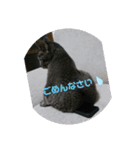 チョコ ＆ マメ（個別スタンプ：3）