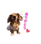 うちのダックスちゃん♡   『すもも』（個別スタンプ：1）