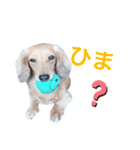 うちのダックスちゃん♡   『すもも』（個別スタンプ：4）