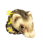 フェレットの「みゅう」ちゃん（個別スタンプ：4）