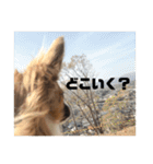 レオくんスタンぴ！！！（個別スタンプ：9）