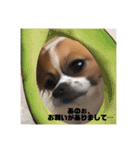 レオくんスタンぴ！！！（個別スタンプ：17）