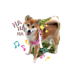 柴犬♀さくらの日常2（個別スタンプ：1）