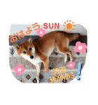柴犬♀さくらの日常2（個別スタンプ：2）