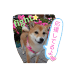柴犬♀さくらの日常2（個別スタンプ：3）