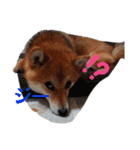 柴犬♀さくらの日常2（個別スタンプ：4）