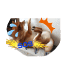 柴犬♀さくらの日常2（個別スタンプ：5）