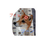 柴犬♀さくらの日常2（個別スタンプ：6）