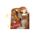 柴犬♀さくらの日常2（個別スタンプ：7）