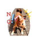 柴犬♀さくらの日常2（個別スタンプ：8）